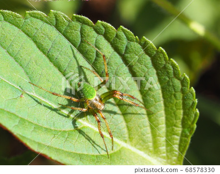 Satsuma flea damashi Satsuma flea damashi 68578330