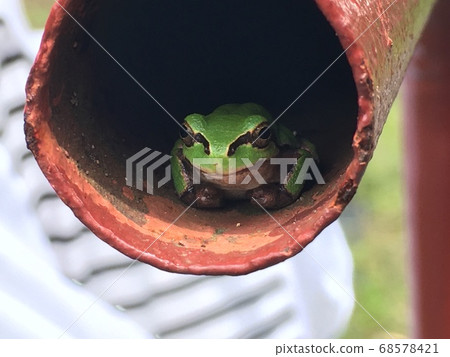 Frog dripping in the rain 68578421