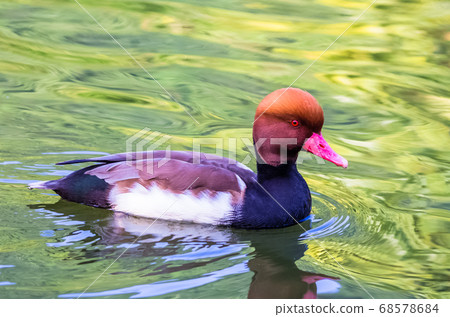 Red crested pochard swims in a pond Red crested pochard swims in a pond 68578684