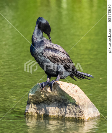 Indian cormorant stands on a stone in a pond 68578686