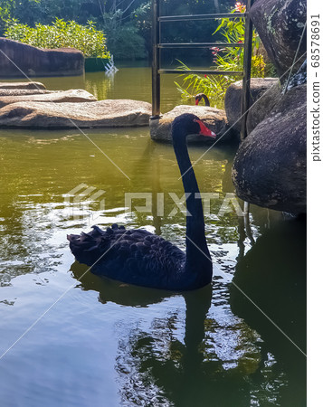 Single black swan swims in a pond 68578691