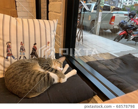the domestic cat in Chiang Mai city cafe 68578798