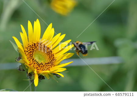 Flower of the sun 68579111