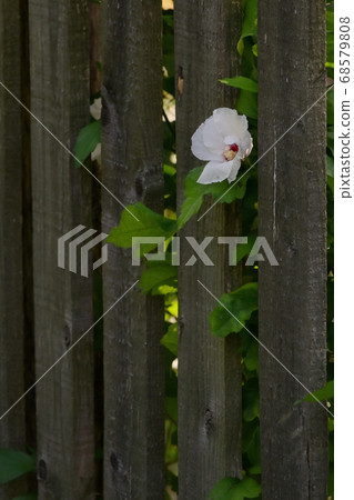 Common Hibiscus lasiocarpos white flower Common Hibiscus lasiocarpos white flower 68579808