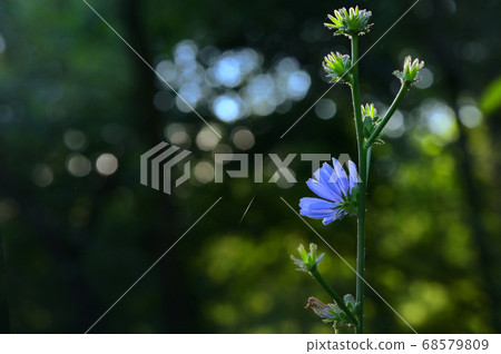 Chicory Flower, Cichorium Intybus In The Summer Chicory Flower, Cichorium Intybus In The Summer 68579809