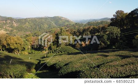 green tea garden in Mae Salong area in northern thailand green tea garden in Mae Salong area in northern thailand 68580225
