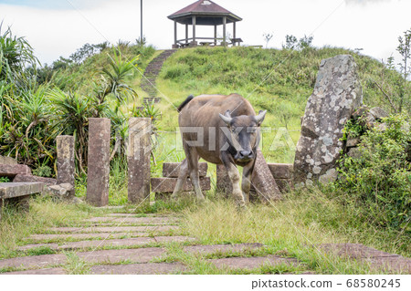 水牛 動物 桃源谷 草嶺古道 草原 grassland Taiwan water buffalo 68580245