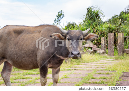 Water buffalo animals Taoyuan Valley Caoling Trail Grassland grassland Taiwan water buffalo 68580257