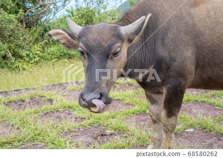 水牛 動物 桃源谷 草嶺古道 草原 grassland Taiwan water buffalo 68580262