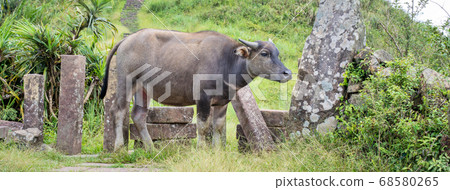 水牛 動物 桃源谷 草嶺古道 草原 grassland Taiwan water buffalo 水牛 動物 桃源谷 草嶺古道 草原 grassland Taiwan water buffalo 68580265