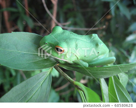 Moria gull frog Moria gull frog 68580628