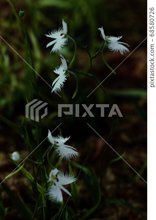 Flying white egret 68580726