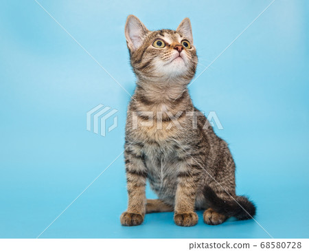 Portrait of a beautiful gray kitten Portrait of a beautiful gray kitten 68580728