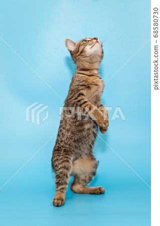 beautiful gray kitten stands on its hind legs 68580730