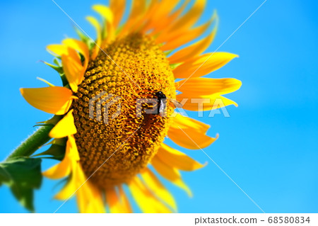 Sun bee and sunflower Sun bee and sunflower 68580834