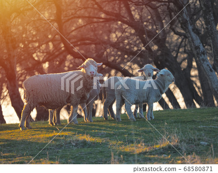 Flock of sheep on fresh spring green meadow during 68580871