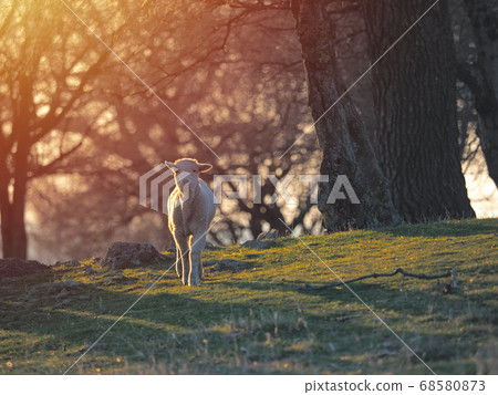 Flock of sheep on fresh spring green meadow during 68580873