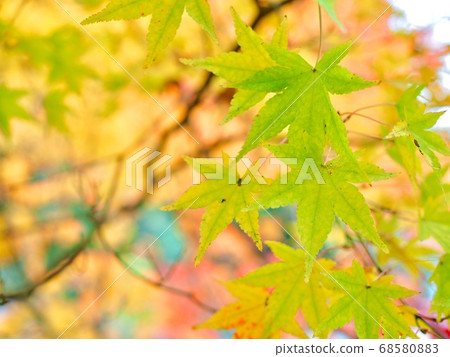 愛媛縣大津市白rat公園的秋葉 68580883