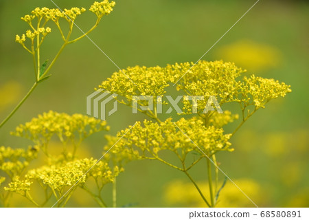 Ominae(Shirohana)的花和炎熱的天氣 Ominae(Shirohana)的花和炎熱的天氣 68580891