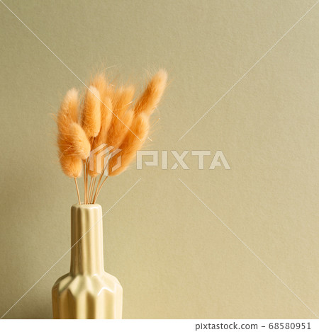 Vase of pink hares tail grass (Lagurus ovatus) dry flowers with khaki background Vase of pink hares tail grass (Lagurus ovatus) dry flowers with khaki background 68580951