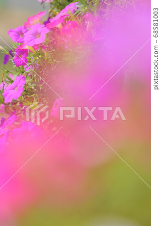 Multicolored petunias Multicolored petunias 68581003