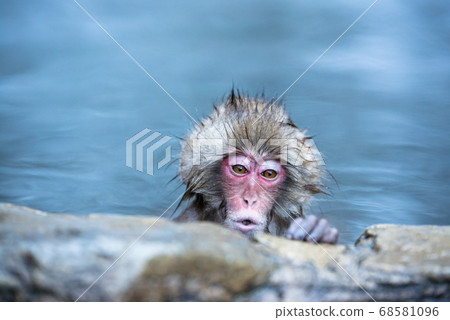 Japanese macaque soaking in hot springs Monkey in Jigokudani in winter 68581096