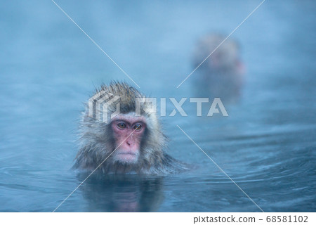 Japanese macaque soaking in hot springs Monkey in Jigokudani in winter 68581102