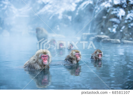 Japanese macaque soaking in hot springs Monkey in Jigokudani in winter 68581107