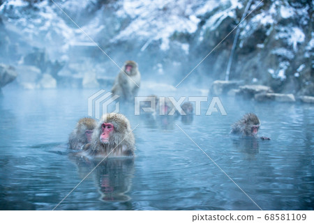 Japanese macaque soaking in hot springs Monkey in Jigokudani in winter 68581109