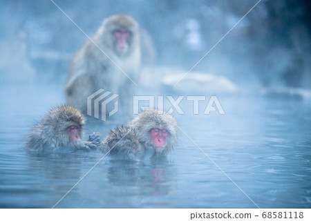 Japanese macaque soaking in hot springs Monkey in Jigokudani in winter 68581118
