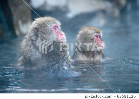 Japanese macaque soaking in hot springs Monkey in Jigokudani in winter 68581120