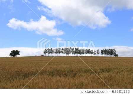 北海道美瑛山的風景 北海道美瑛山的風景 68581153