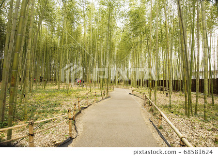 京都S峨野的觀光地,小竹徑,新鮮的綠竹林,日式圖像素材 京都S峨野的觀光地,小竹徑,新鮮的綠竹林,日式圖像素材 68581624