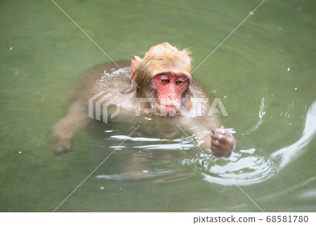 Japanese macaque soaking in hot springs Monkey in Jigokudani in autumn Japanese macaque soaking in hot springs Monkey in Jigokudani in autumn 68581780