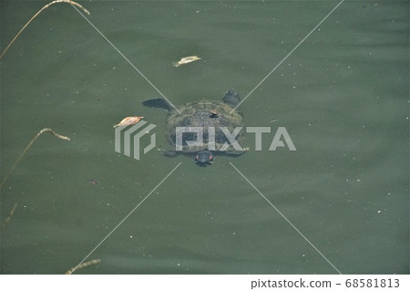 紅耳滑塊-鹿沼公園- 68581813