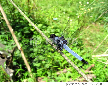 Shiokaratombo Shiokaratombo 68581835