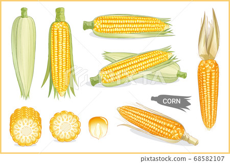 Set of yellow sweet corn in various style, vector Set of yellow sweet corn in various style, vector 68582107