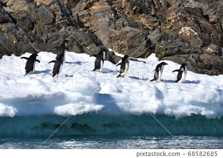 Adelie Penguin (Antarctica) 68582685