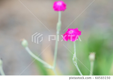 Sumino Sumino 68583150