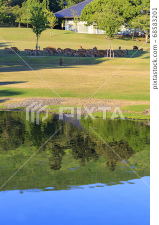Deer in Nara Park 68583201