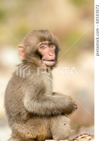 Portrait of free and enjoyable life of Japanese macaque Cute monkey 68583672