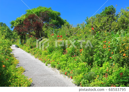 [Kochi Prefecture] Marmottan flower garden 68583795