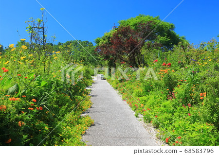 [Kochi Prefecture] Marmottan flower garden 68583796