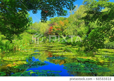 [高知縣]荷花盛開的莫奈花園裡的池塘 68583818