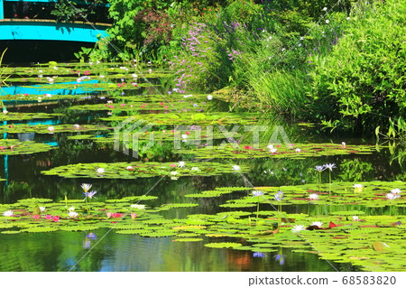 [Kochi Prefecture] Pond in Monet's garden where water lilies bloom 68583820