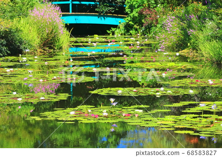 [Kochi Prefecture] Pond in Monet's garden where water lilies bloom 68583827