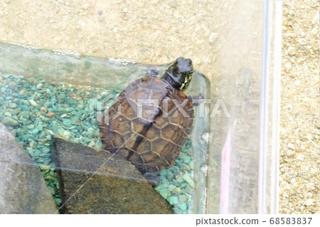 水族館裡的小烏龜 水族館裡的小烏龜 68583837