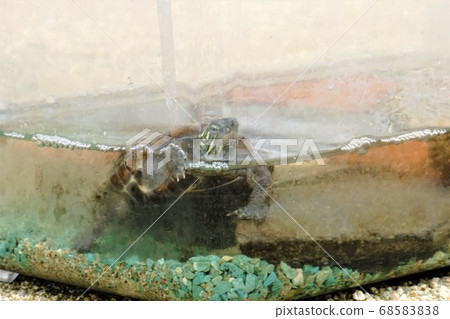 Small turtle in the aquarium Small turtle in the aquarium 68583838