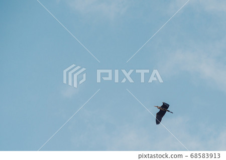 Grey heron flies south against blue sky 68583913