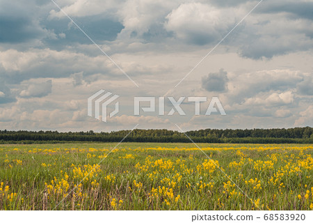 Beautiful summer landscape with yellow flowers on foreground and deep green woods and beautiful sky with fluffy clouds at background 68583920